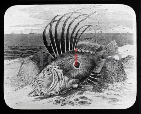 Petersfisch | Peter Fish (foticon-600-simon-meer-363-048-sw.jpg)